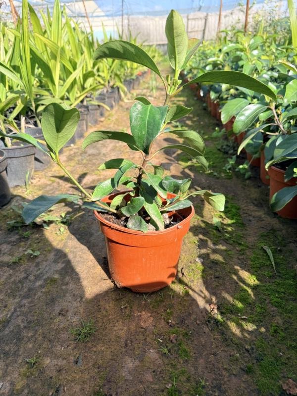 Βιβούρνο λουσίντουμ