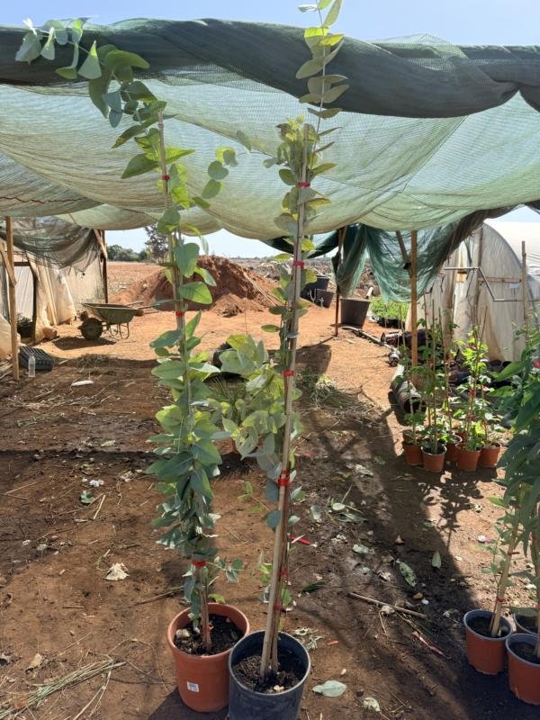 Ευκάλυπτος Globulus