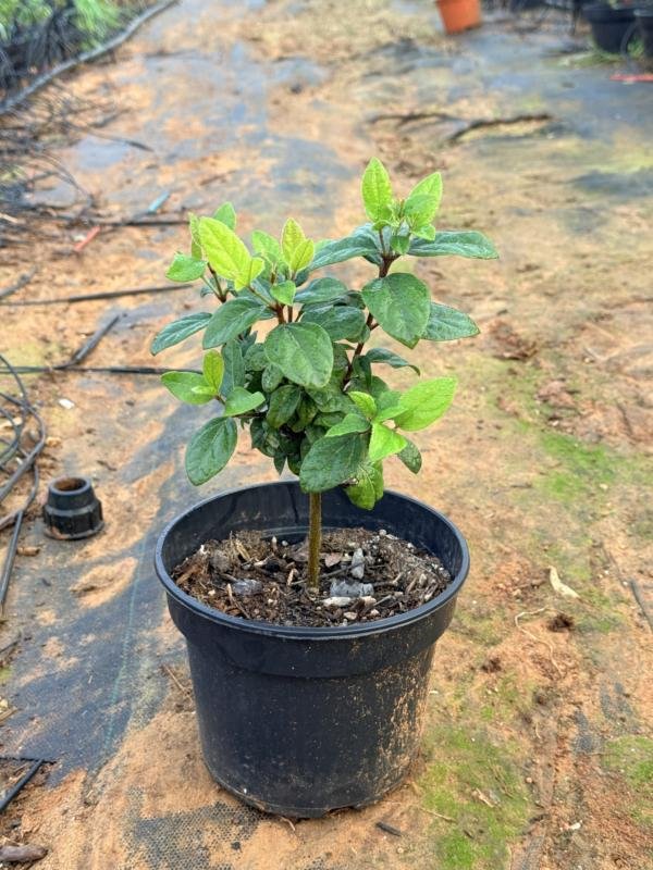 Βιβούρνο Τίνους