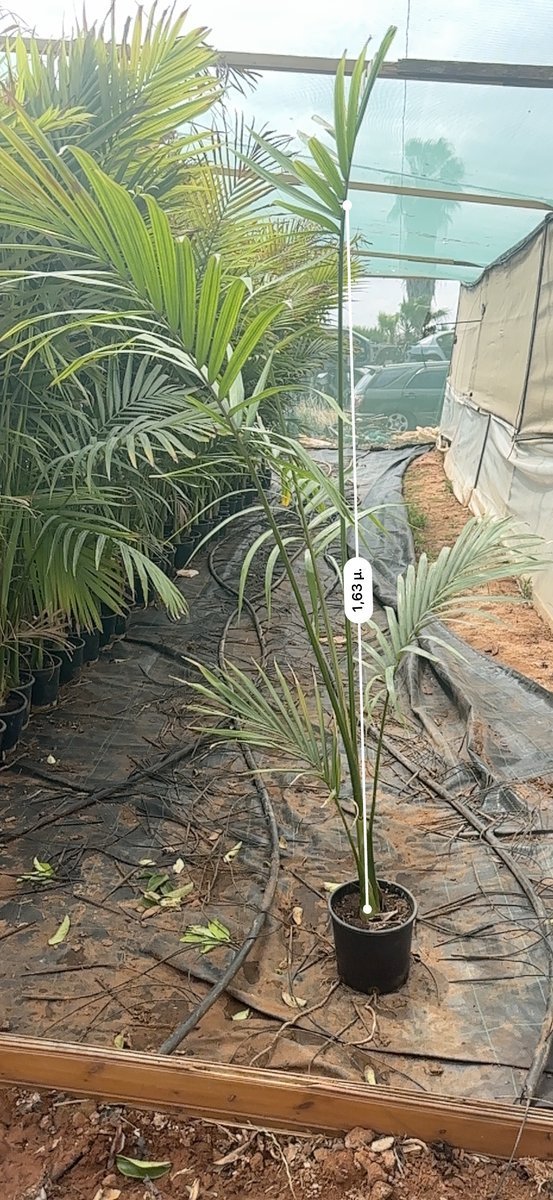 Αρχοντοφοίνικας του Cunningham