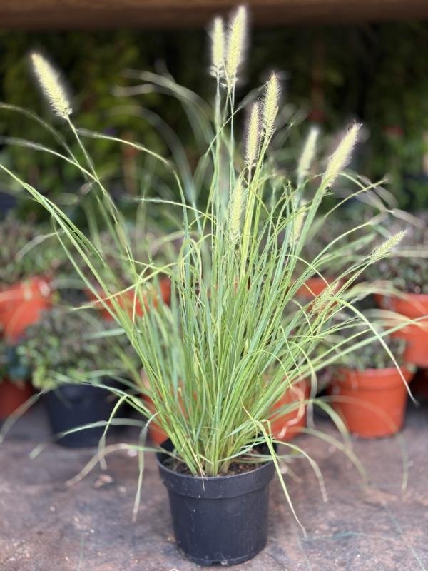 Πενισέτο Πρασινο