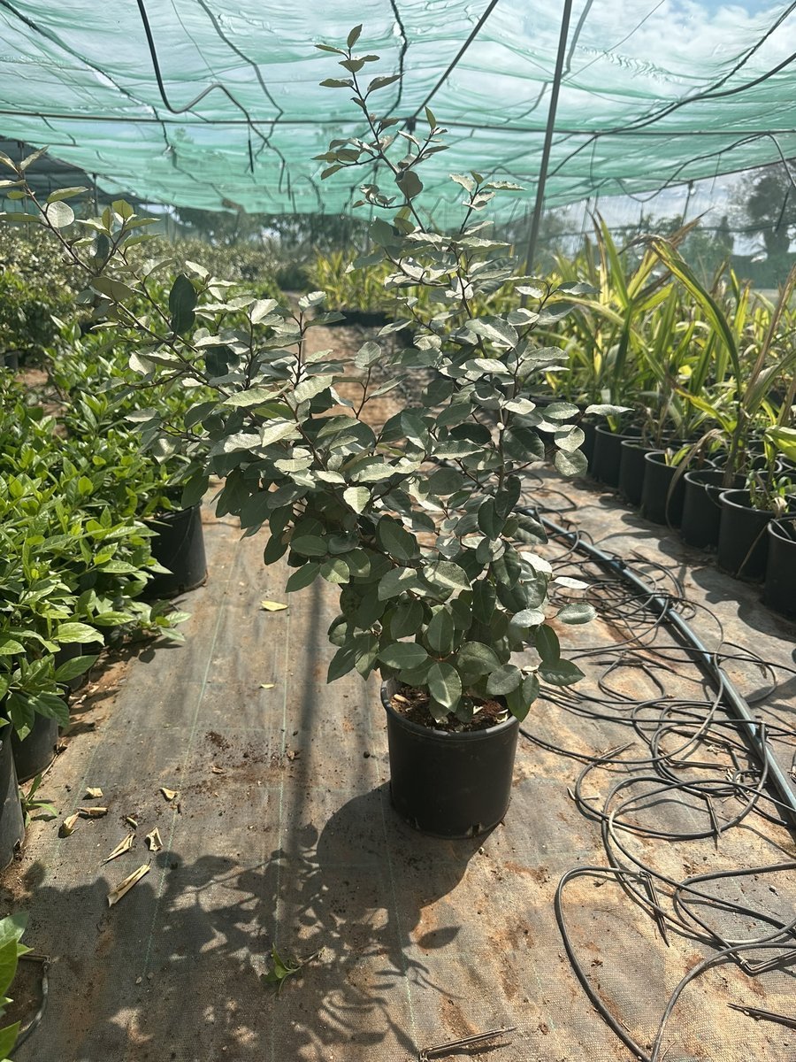 Αλαίαγνος ή Ελαίαγνος Πράσινος