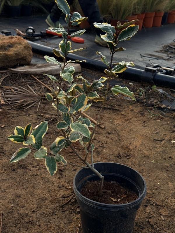 Αλαίαγνος ή Ελαίαγνος Δίχρωμος