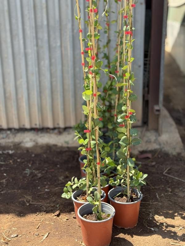 Ρυγχόσπερμο