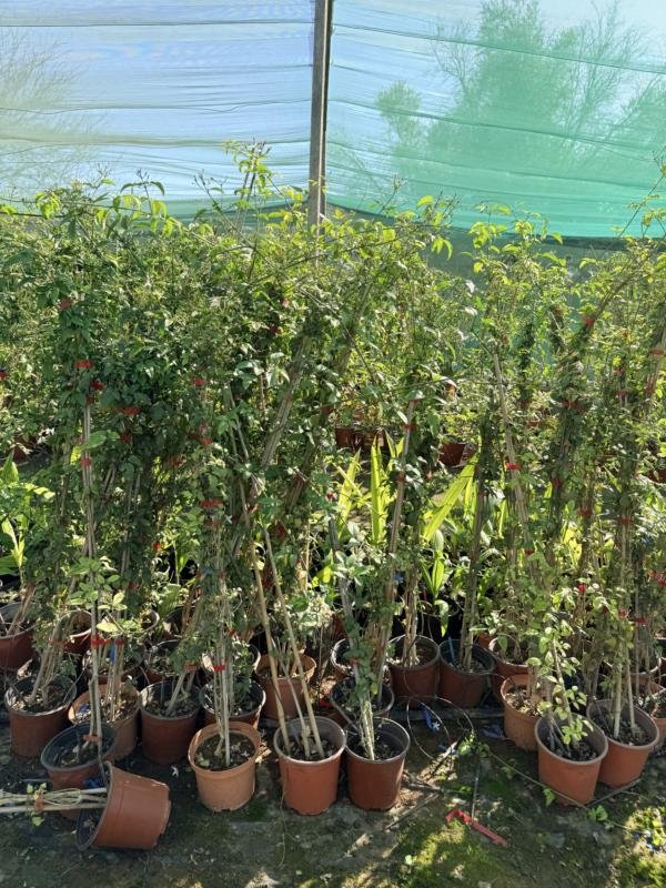 Γιασεμί Γαλλικό