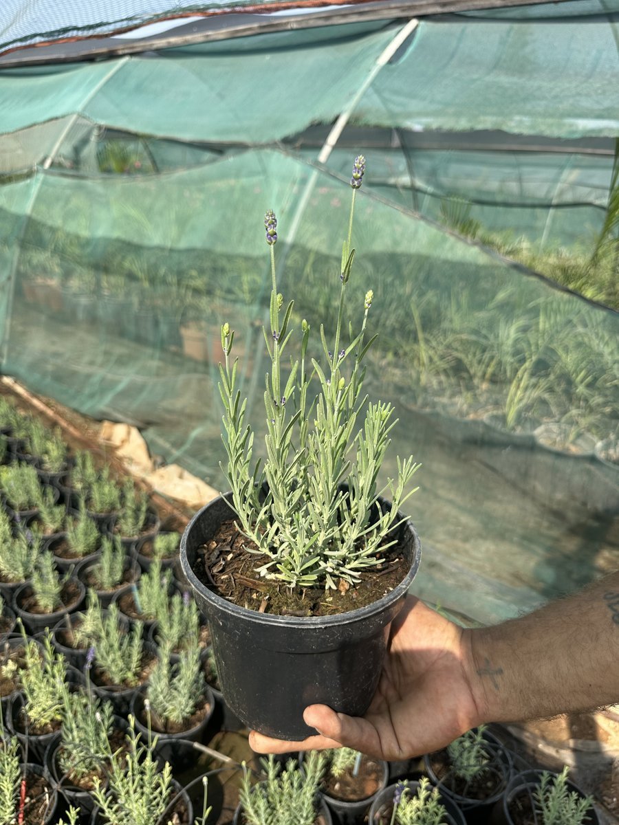 Λεβάντα Les Bleus Thierry