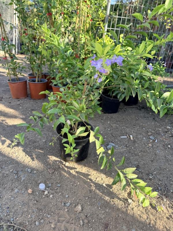 Τουράντα Gold