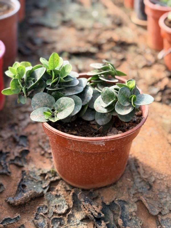 Κάρισσα νάνα