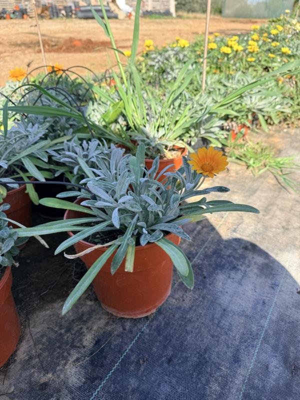 Μαργαρίτα Ασημόφυλλη