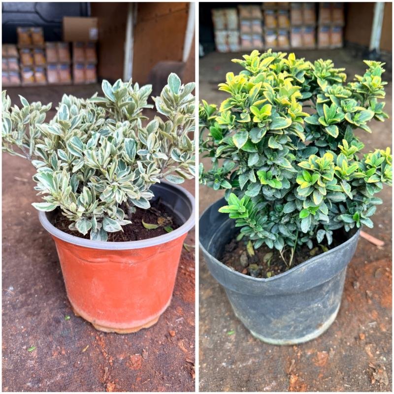 Ευωνυμό Μικρόφυλλο