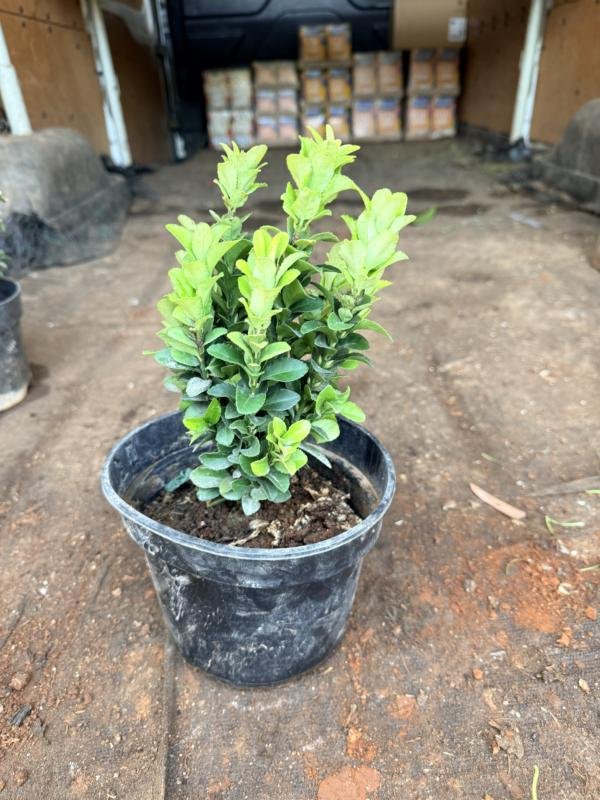 Ευωνυμό Μικρόφυλλο Πράσινο