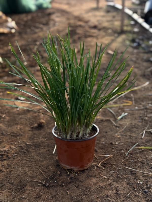 Τουρπάτσια