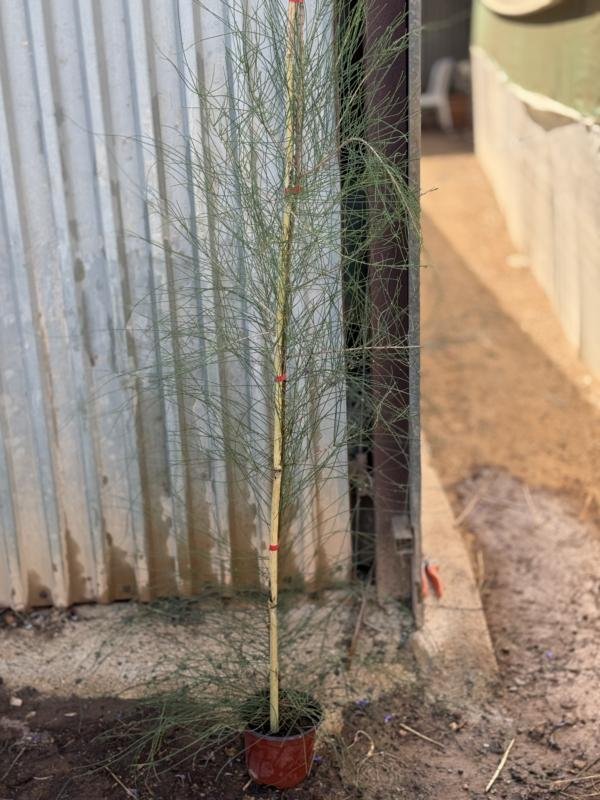 Καζουαρίνα