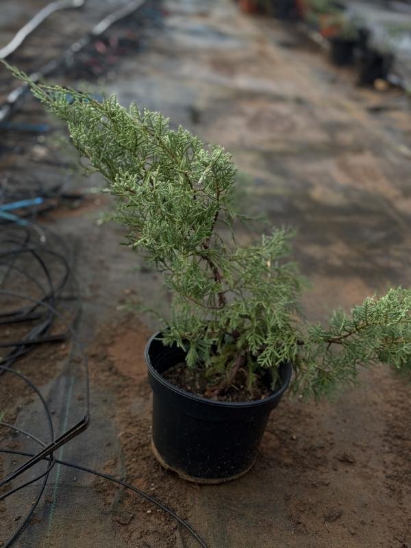 Χαμαικυπάρισσος Γκρίζος