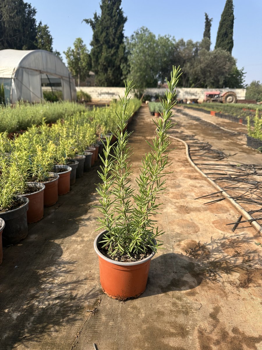 Λασμαρί Ορθόκλαδο