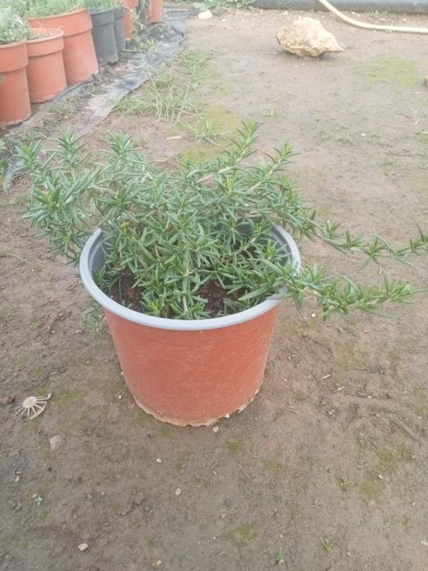 Λασμαρί Έρπον