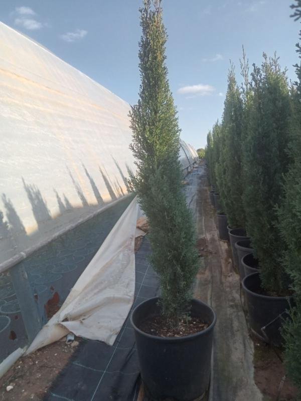 Κυπαρίσσι Ορθόκλωνο Τοτέμ