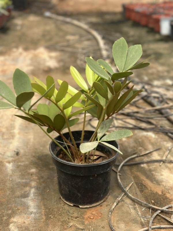 Cardboard Palm