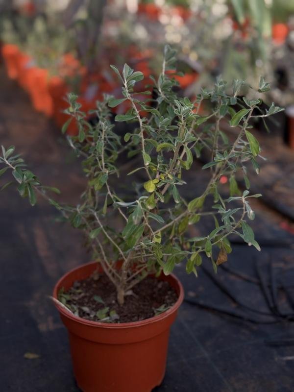 Λευκόφυλλο Πράσινο