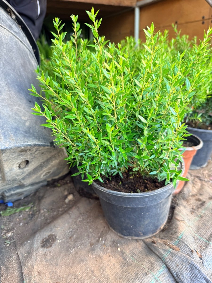 Dwarf Myrtle