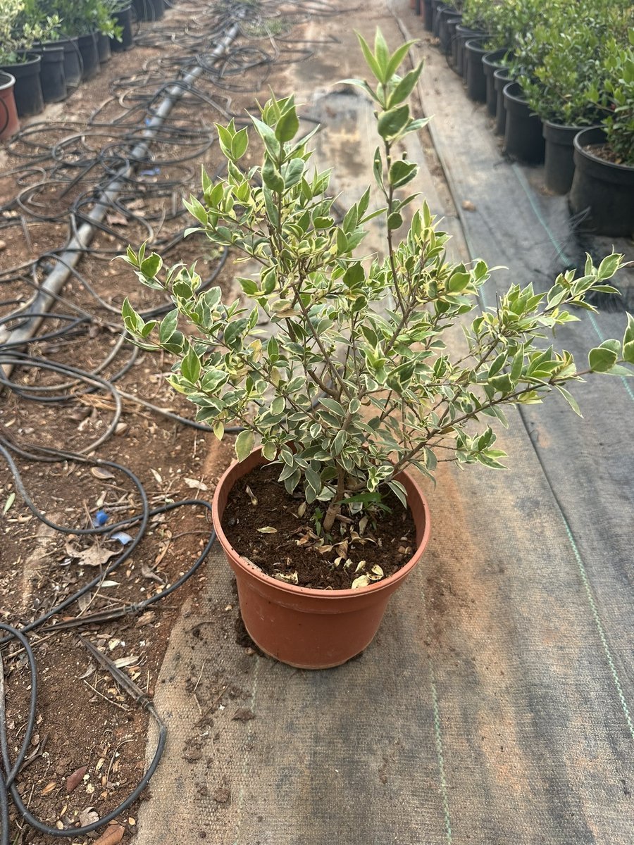 Μερσινιά Βαριεκάτα