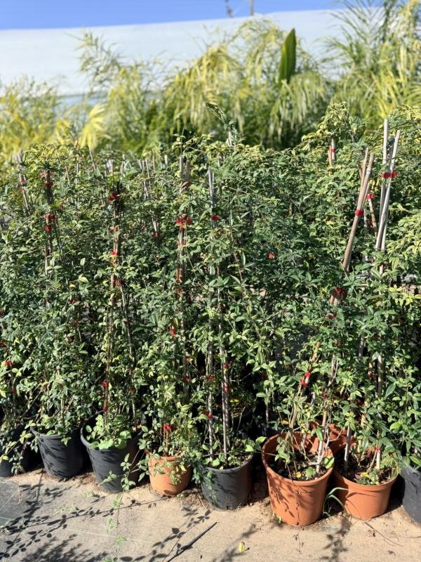 Τριανταφυλια Παξιανη