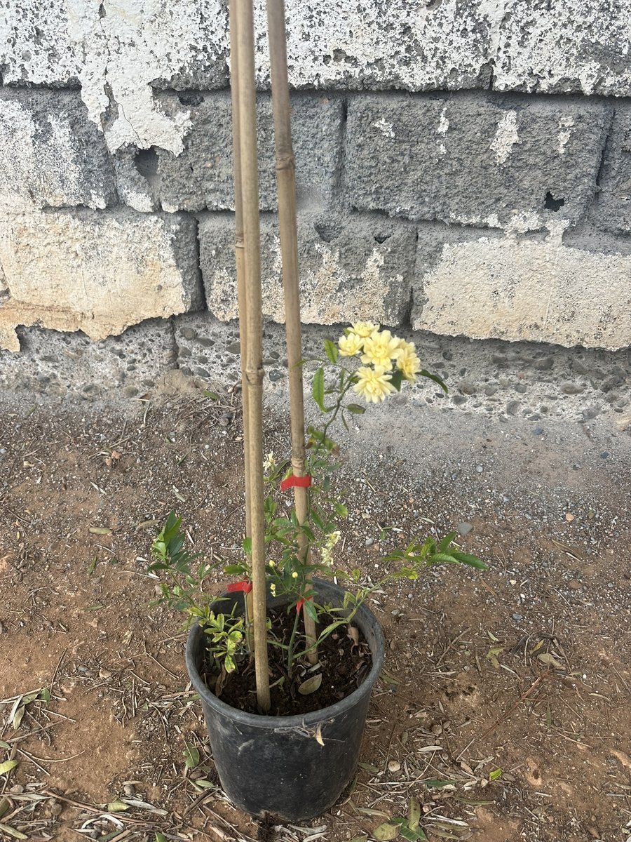 Τριανταφυλια Παξιανη Κίτρινη