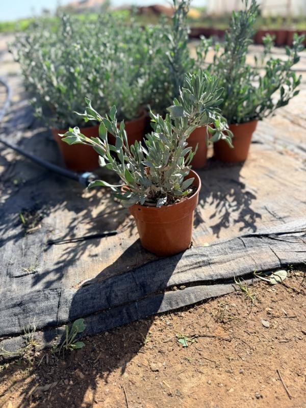 Λιμονιάστρουμ