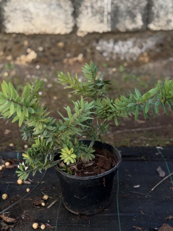 Καλλιστήμονας θάμνος