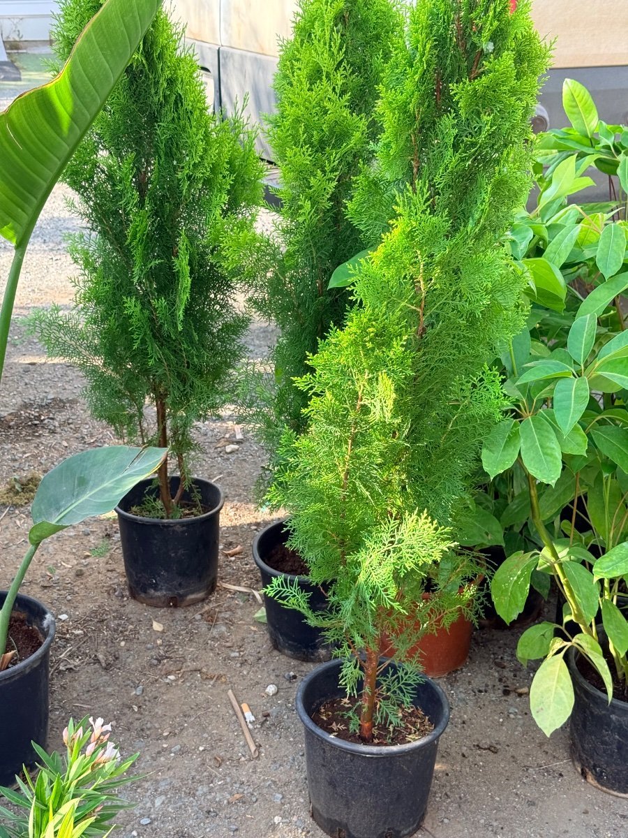 Arborvitae