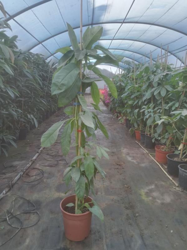 Σιεφλέρα ακτινόφυλλη