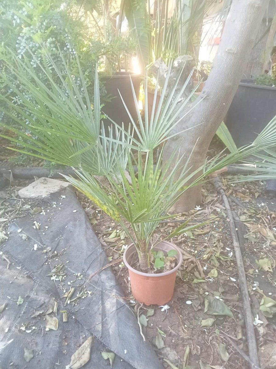 European Fan Palm