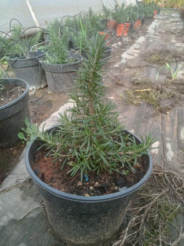 Λασμαρί foxtail