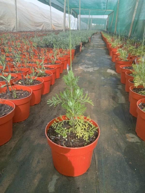 Λεβαντούλα