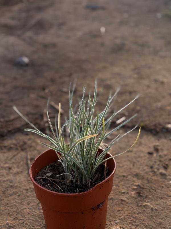 Τουρπάτσια variegata