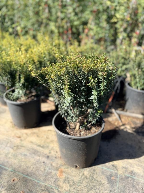 Μερσυνια Ψυντρόφυλλη