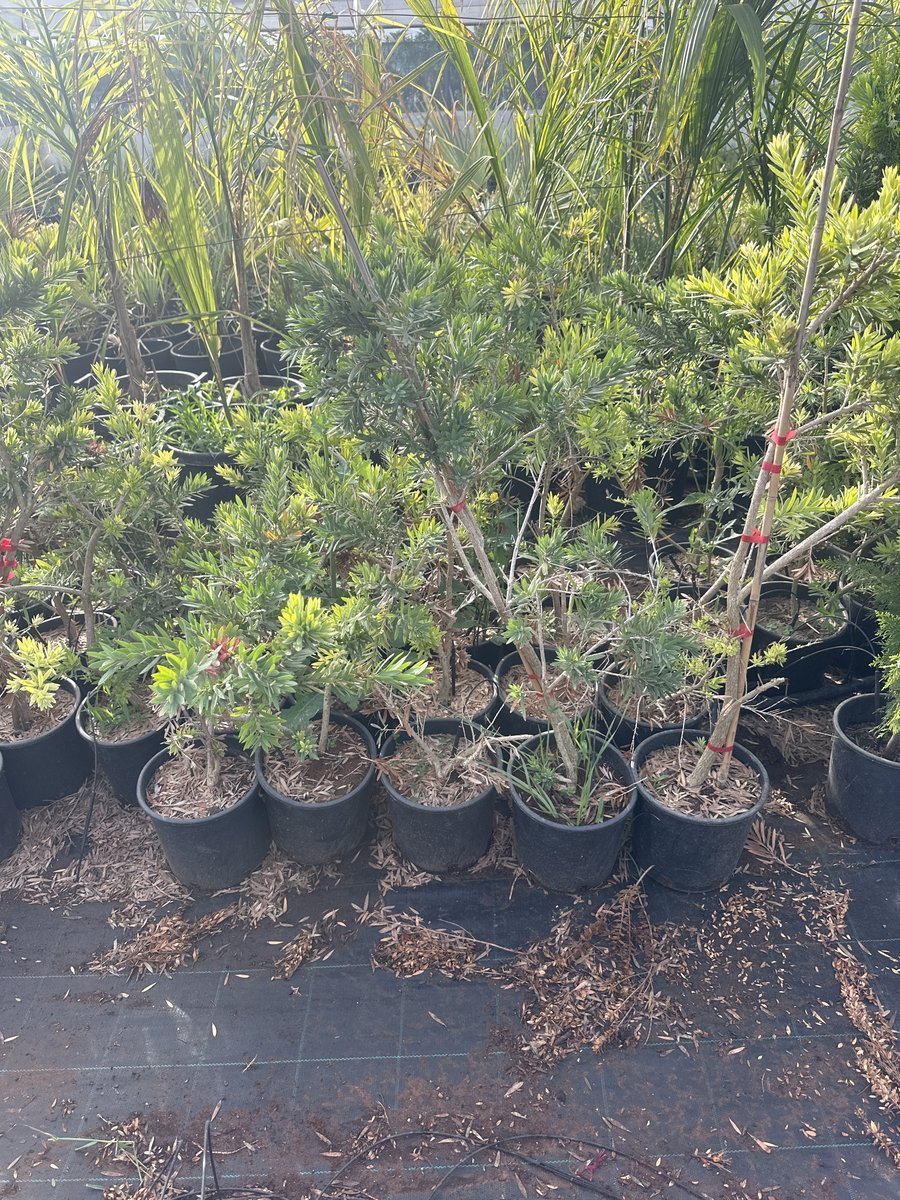 Καλλιστήμονας