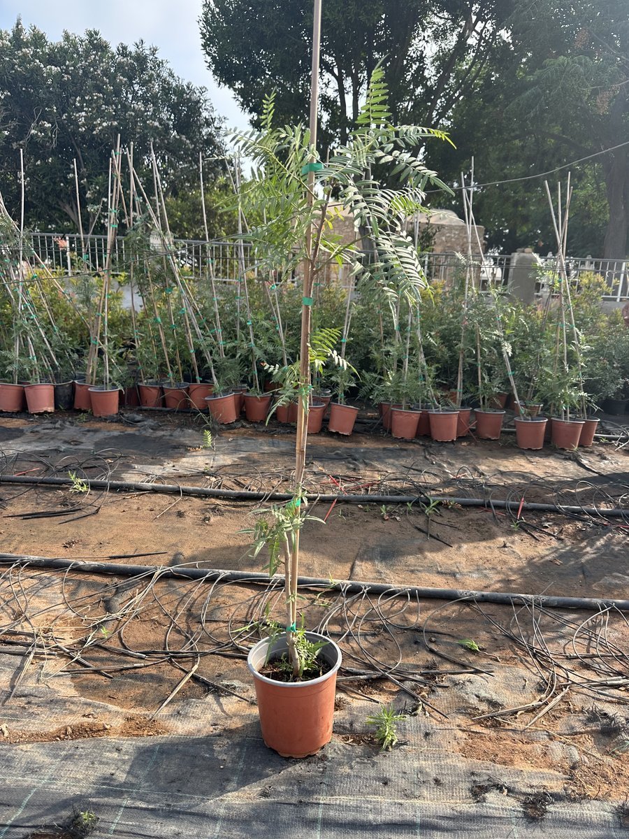 Peruvian Pepper Tree