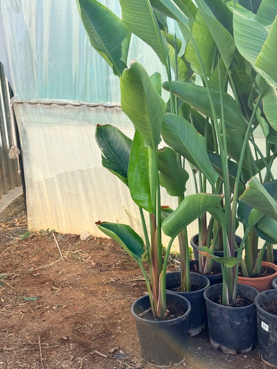 Giant White Bird of Paradise
