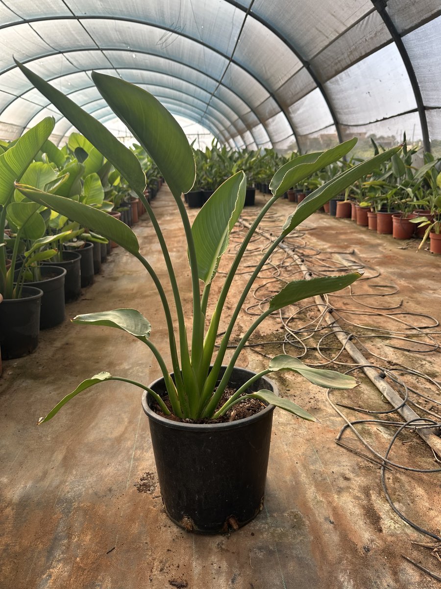 Στρελίτσια Reginae