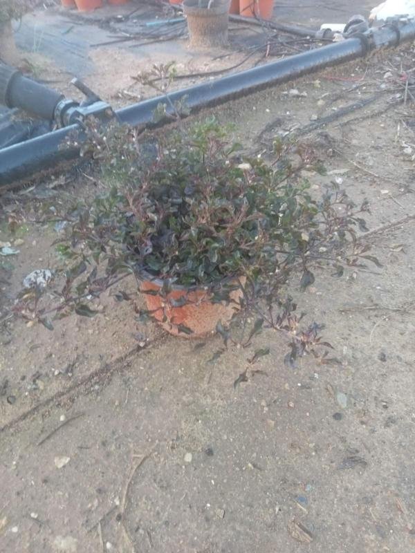 Αλτερναθέρα ψιντροφυλλη