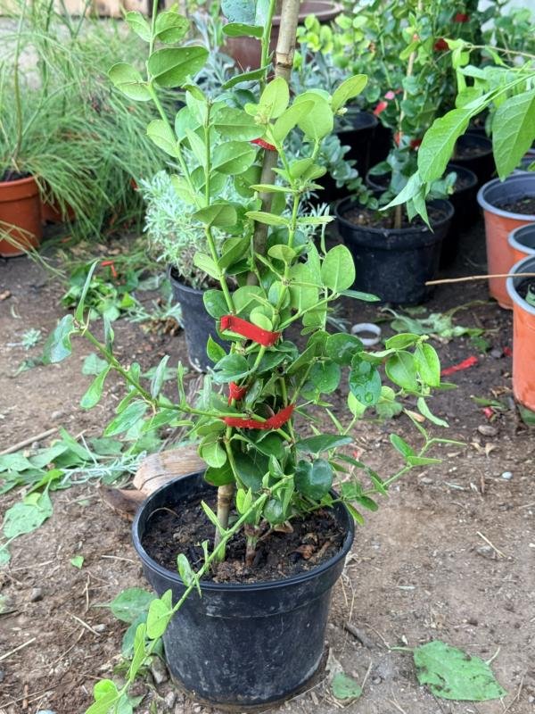 Κάρισσα η Μακροκαρπη