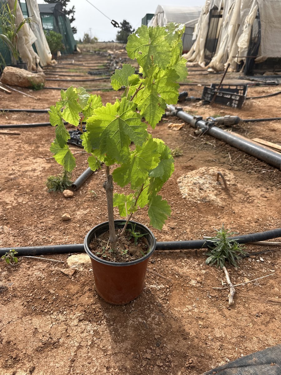 Αμπελι Red Globe