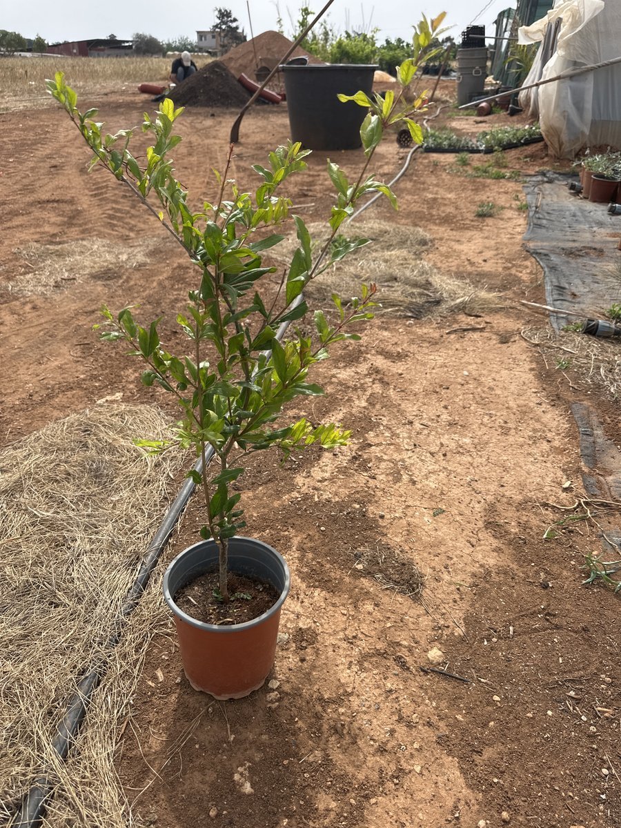Ροδιά Φτανοφυλλη