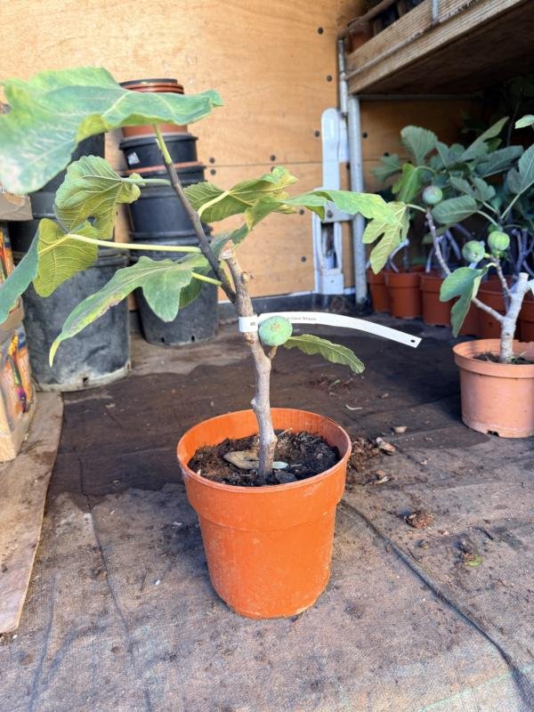 Συκια Ναπολιτανα Νεγρα