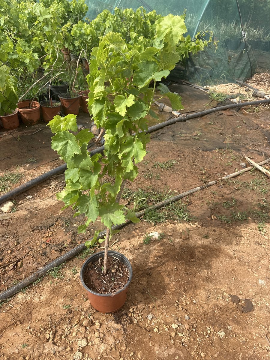 Αμπέλι Superior