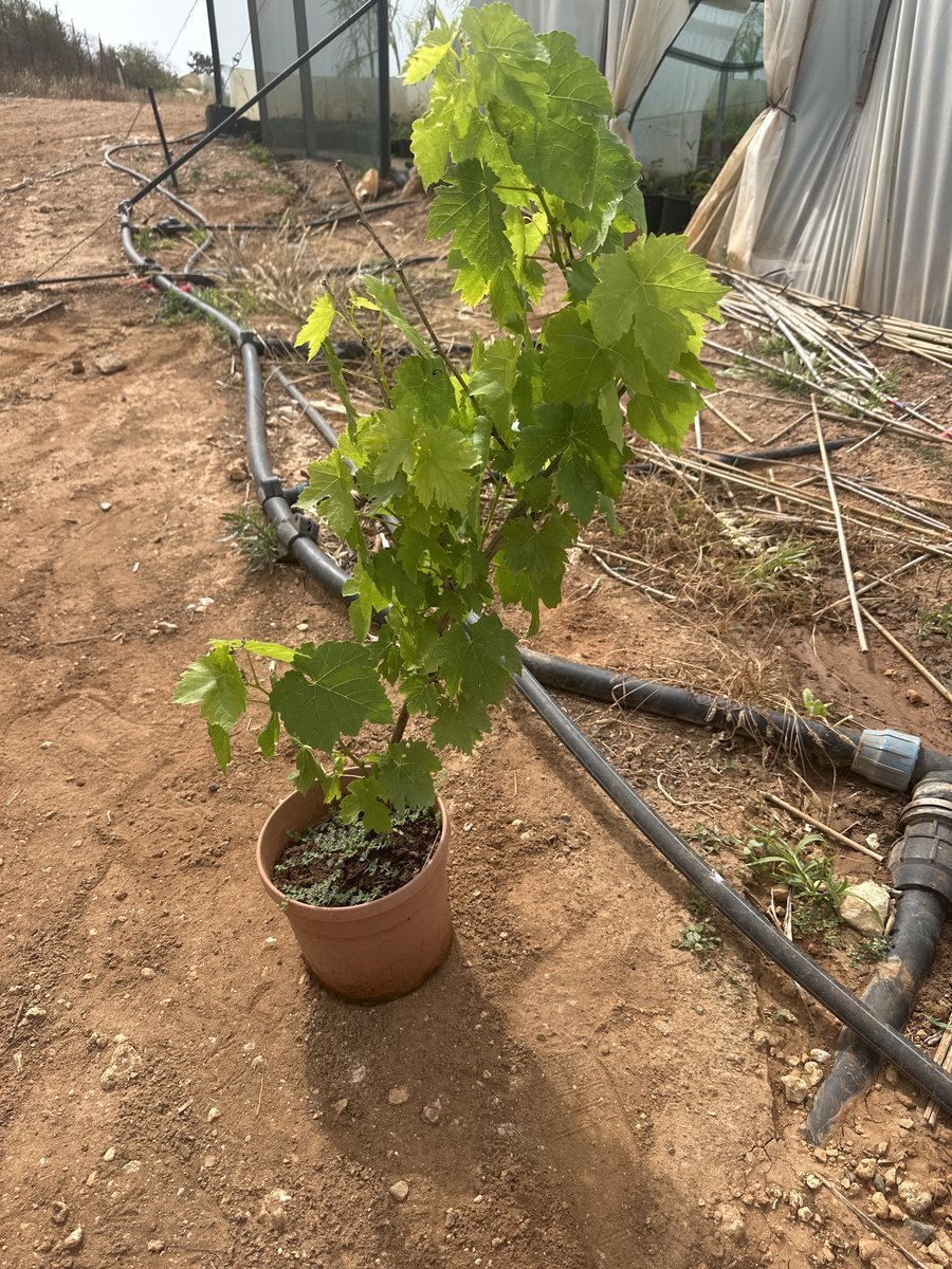 Αμπέλι Σουλτανίνα