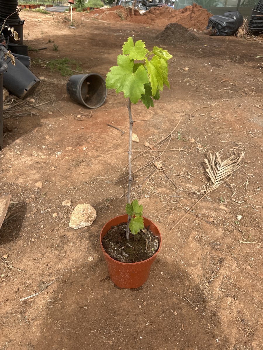 Αμπέλι Φράουλα