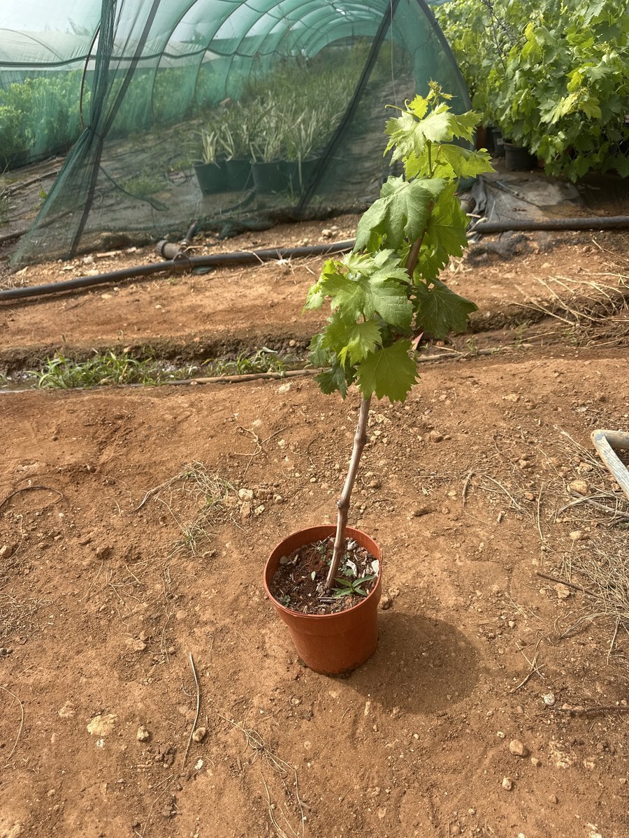 Αμπέλι Fantasy