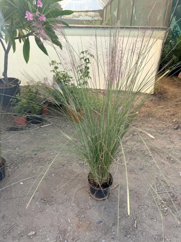 Μουχλεμπέργκια